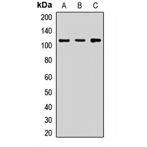 KAP3 Rabbit Polyclonal Antibody