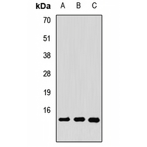 COTL1 Rabbit Polyclonal Antibody