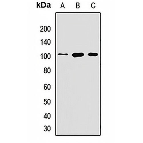 LIV-1 Rabbit Polyclonal Antibody