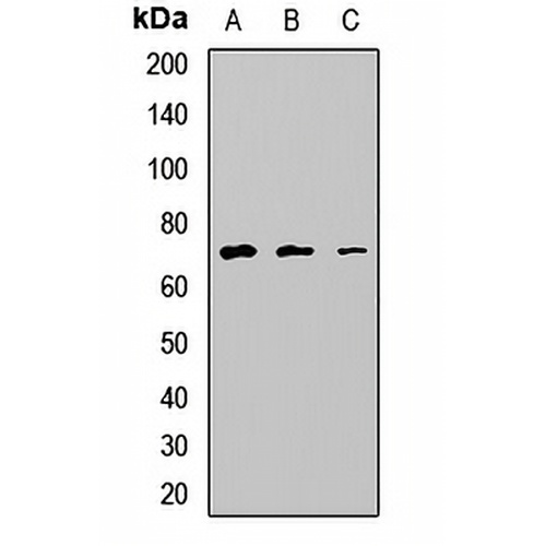 NSMF Rabbit Polyclonal Antibody