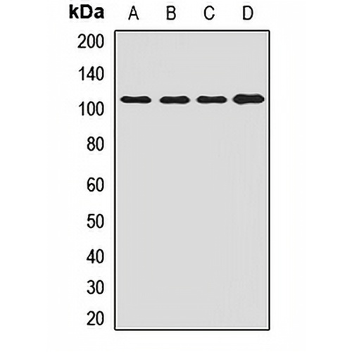 ORP-3 Rabbit Polyclonal Antibody