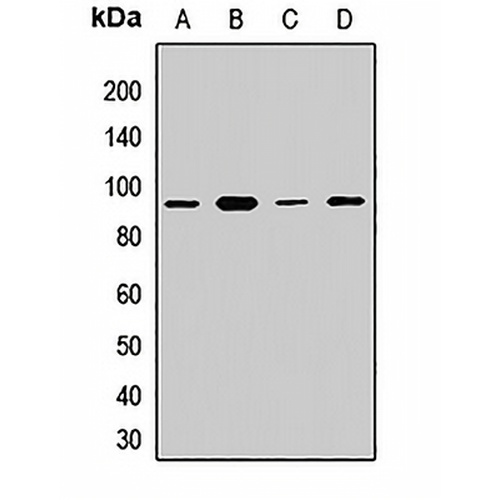 APPL1 Rabbit Polyclonal Antibody