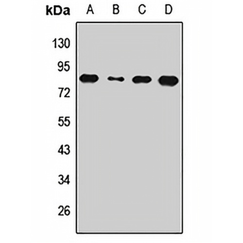ZRF1 Rabbit Polyclonal Antibody