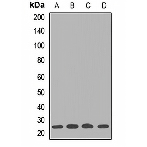 E2 EPF Rabbit Polyclonal Antibody