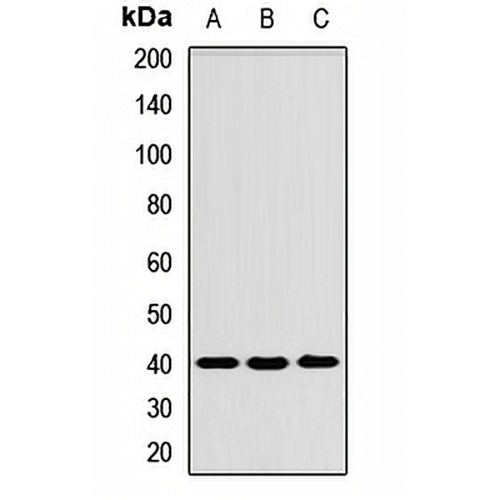 Tropomodulin-3 Rabbit Polyclonal Antibody