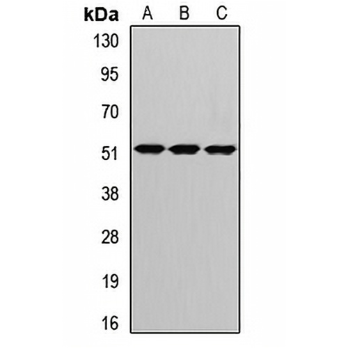CRBN Rabbit Polyclonal Antibody