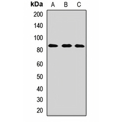 HOOK1 Rabbit Polyclonal Antibody