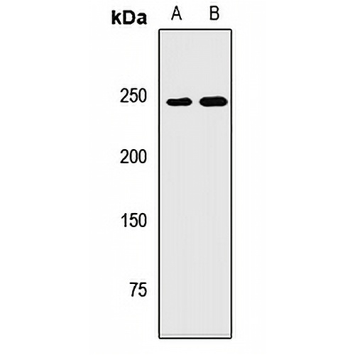 NBAS Rabbit Polyclonal Antibody