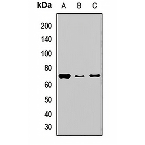 NOP58 Rabbit Polyclonal Antibody