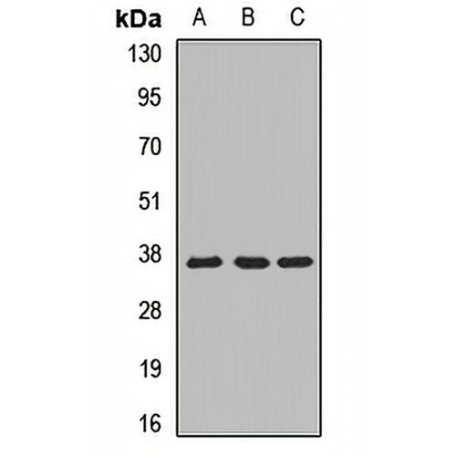MRPL1 Rabbit Polyclonal Antibody