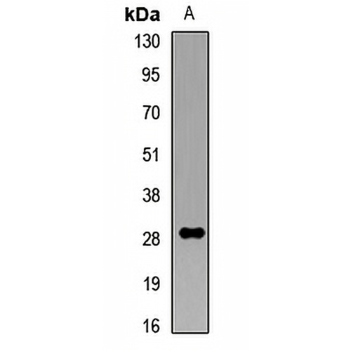 Collectin 11 Rabbit Polyclonal Antibody