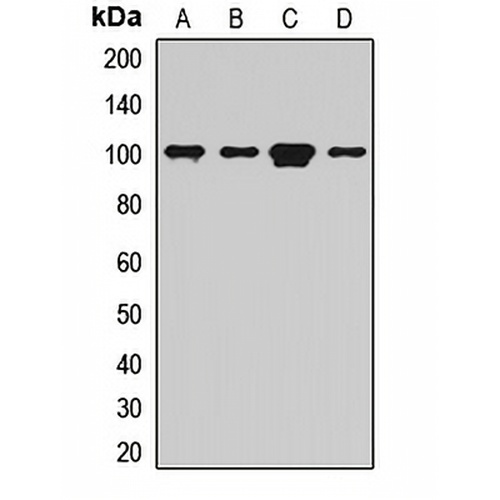 GFM1 Rabbit Polyclonal Antibody