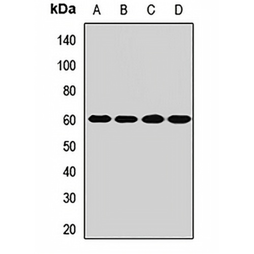 SLC22A12 Rabbit Polyclonal Antibody