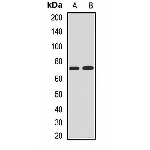 NEDD1 Rabbit Polyclonal Antibody