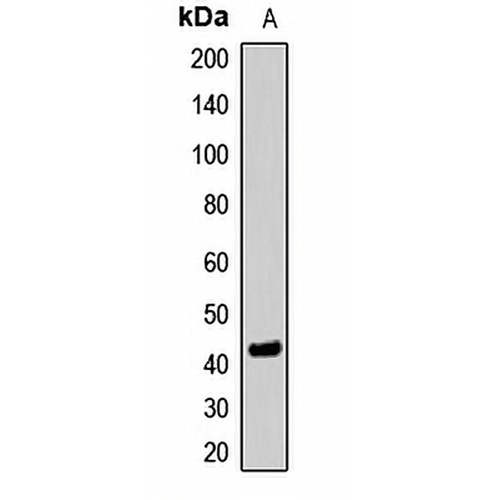 SETD8 Rabbit Polyclonal Antibody