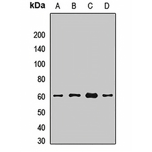 BACE1 Rabbit Polyclonal Antibody