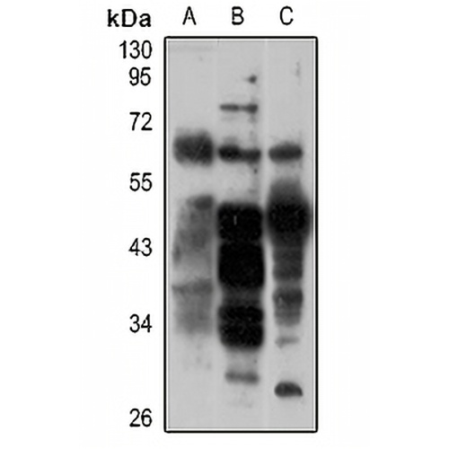 CD63 Rabbit Polyclonal Antibody