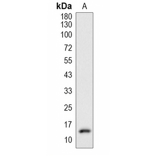 ID3 Rabbit Polyclonal Antibody