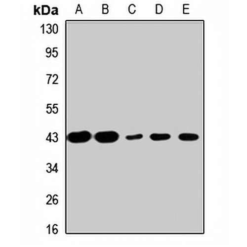 EBP1 Rabbit Polyclonal Antibody