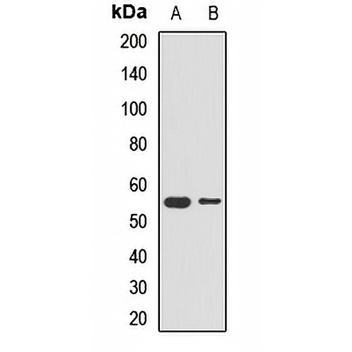PEPD Rabbit Polyclonal Antibody