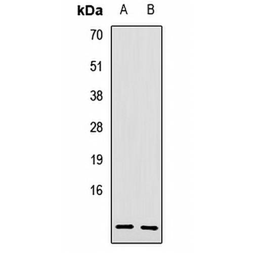 PI3 Rabbit Polyclonal Antibody