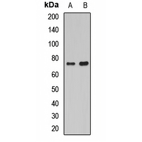 Histidine Decarboxylase Rabbit Polyclonal Antibody