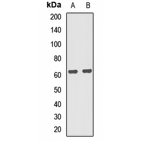 PPP2R5C Rabbit Polyclonal Antibody