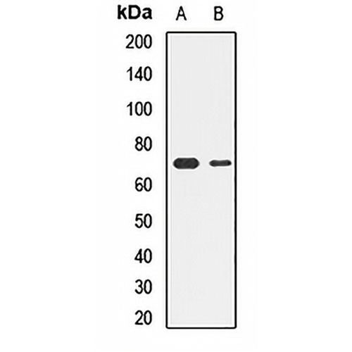 NRF1 Rabbit Polyclonal Antibody