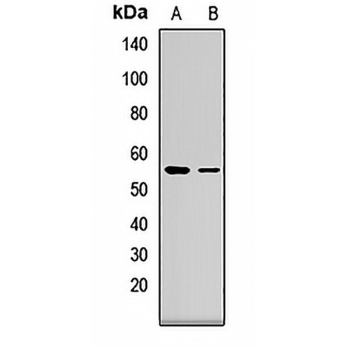FZR1 Rabbit Polyclonal Antibody