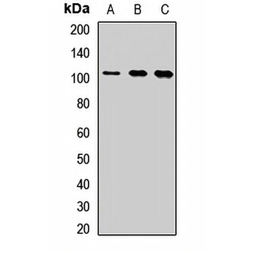 CDC5L Rabbit Polyclonal Antibody
