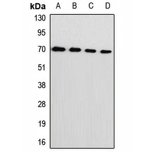 L-Plastin Rabbit Polyclonal Antibody