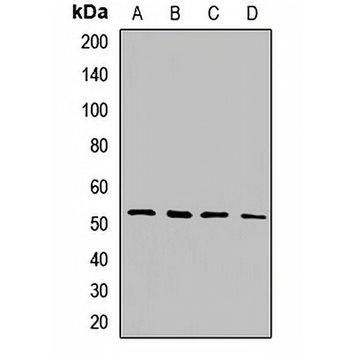 MLKL Rabbit Polyclonal Antibody
