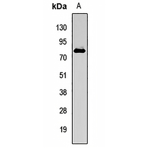 FUBP1 Rabbit Polyclonal Antibody