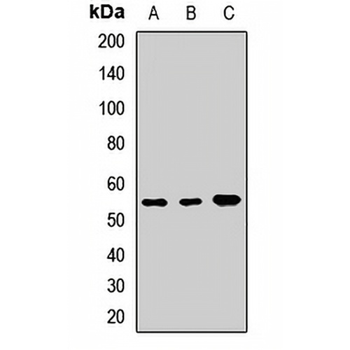 LSP1 Rabbit Polyclonal Antibody