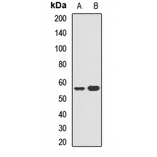 5-HT3A Rabbit Polyclonal Antibody