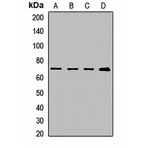CD155 Rabbit Polyclonal Antibody