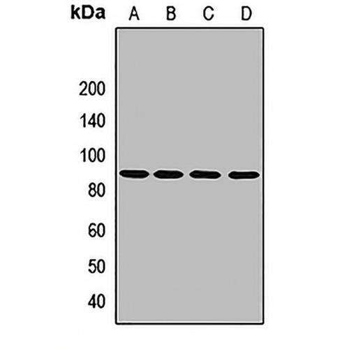 Granulin Rabbit Polyclonal Antibody
