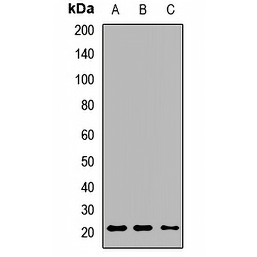 BMF Rabbit Polyclonal Antibody