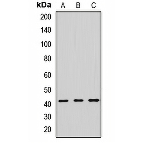 Septin 2 Rabbit Polyclonal Antibody