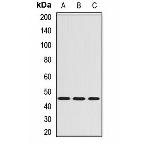 Serpin A6 Rabbit Polyclonal Antibody