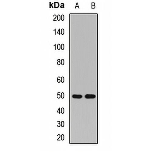 MRPS30 Rabbit Polyclonal Antibody