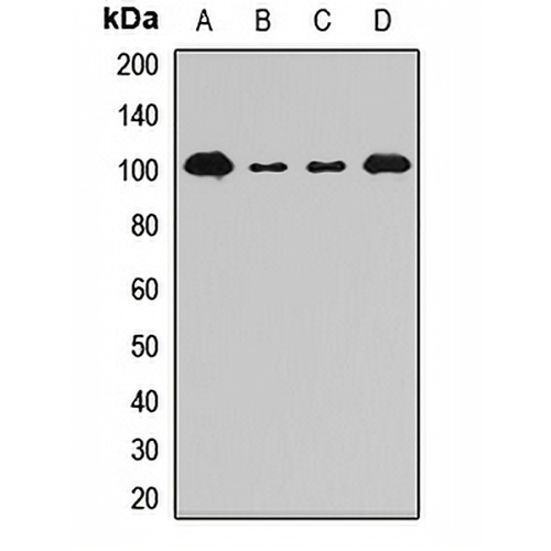 SP100 Rabbit Polyclonal Antibody
