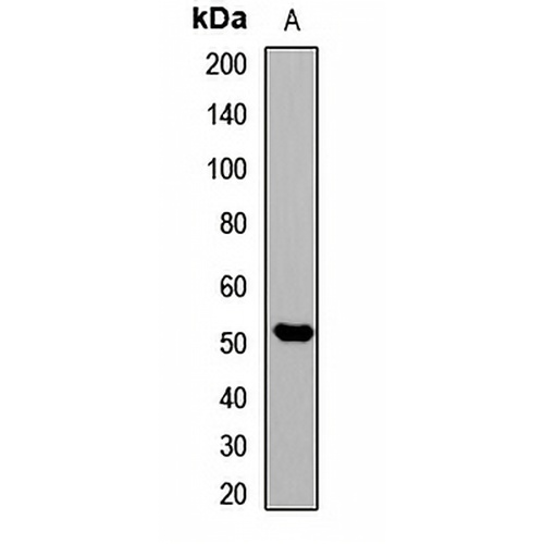 pan methyl-lysine Rabbit Polyclonal Antibody