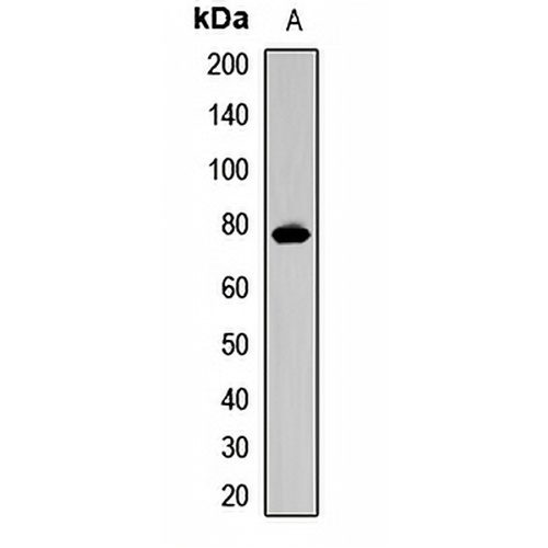 Cdc4 Rabbit Polyclonal Antibody
