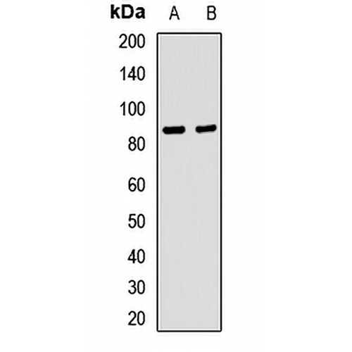 Integrin beta 7 Rabbit Polyclonal Antibody