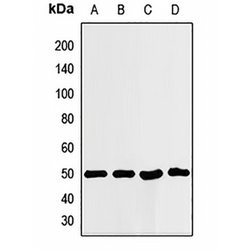 ILF2 Rabbit Polyclonal Antibody