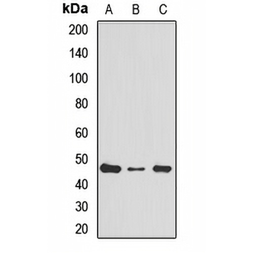 RPL4 Rabbit Polyclonal Antibody