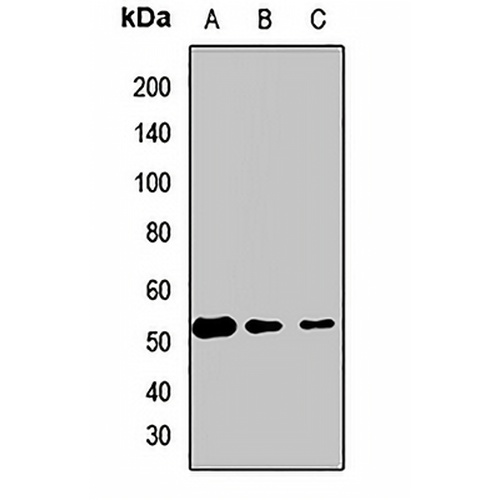 eTF1 Rabbit Polyclonal Antibody