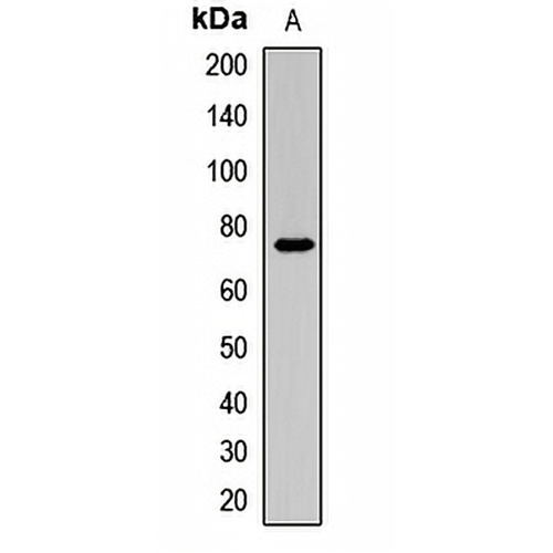 FUS Rabbit Polyclonal Antibody