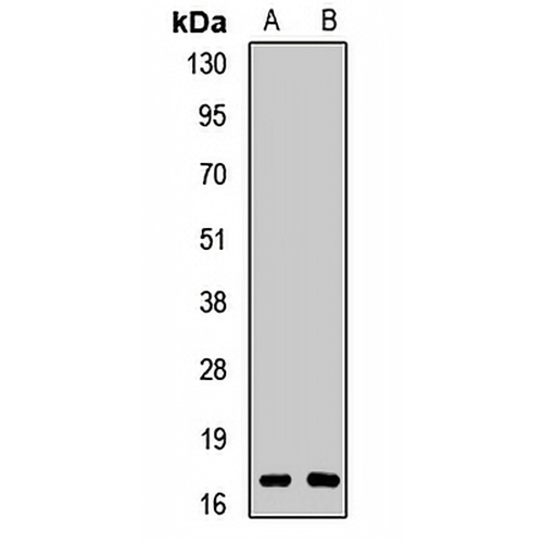 RBM3 Rabbit Polyclonal Antibody